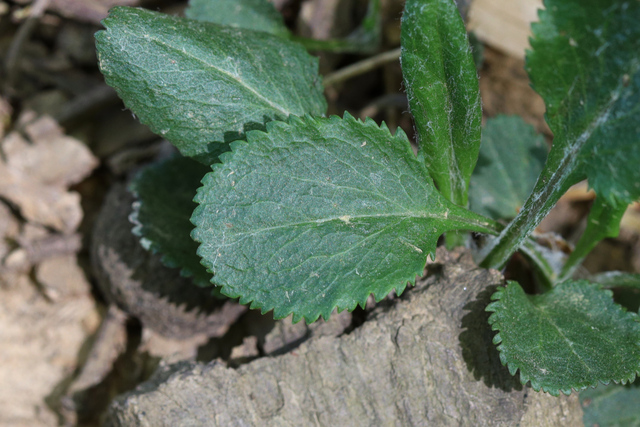 Packera obovata - lower leaves