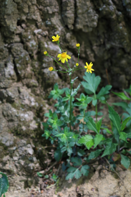 Packera obovata - plant