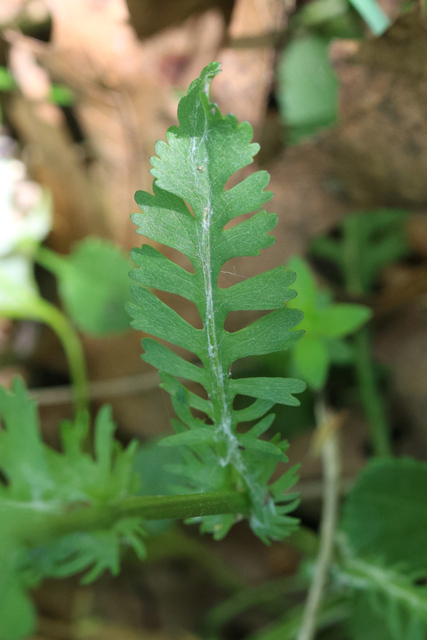 Packera obovata - upper leaves