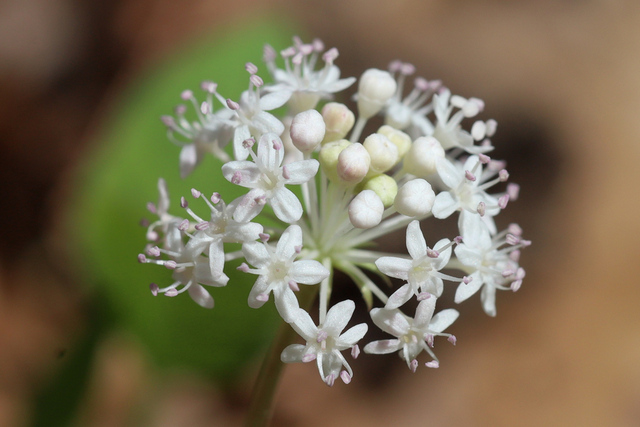 Panax trifolius