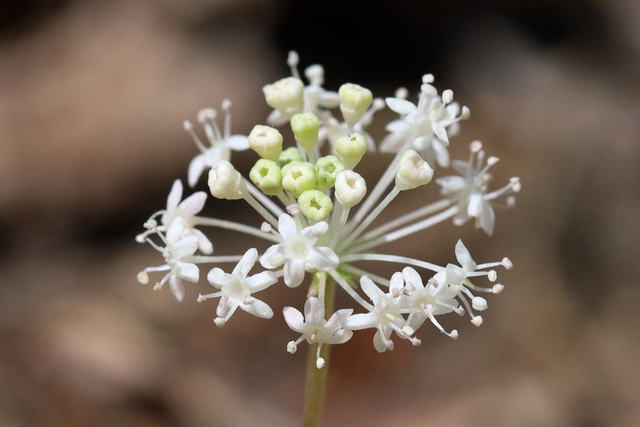 Panax trifolius