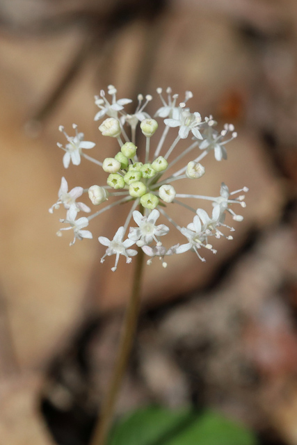 Panax trifolius