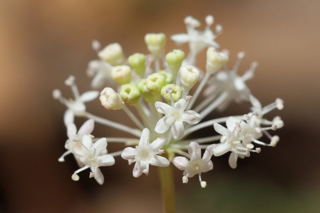 Panax trifolius