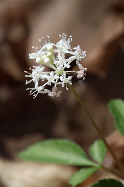 Panax trifolius