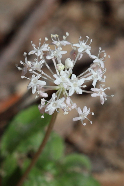 Panax trifolius