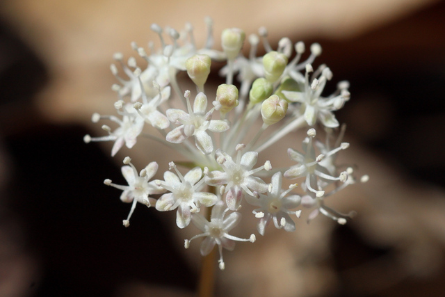 Panax trifolius