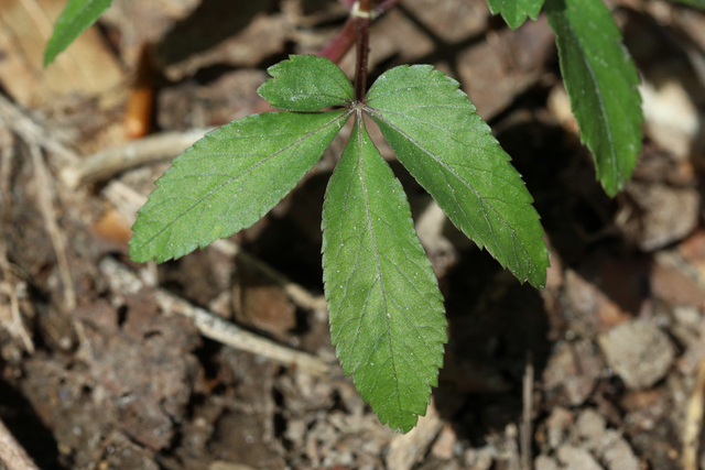 Panax trifolius - leaves