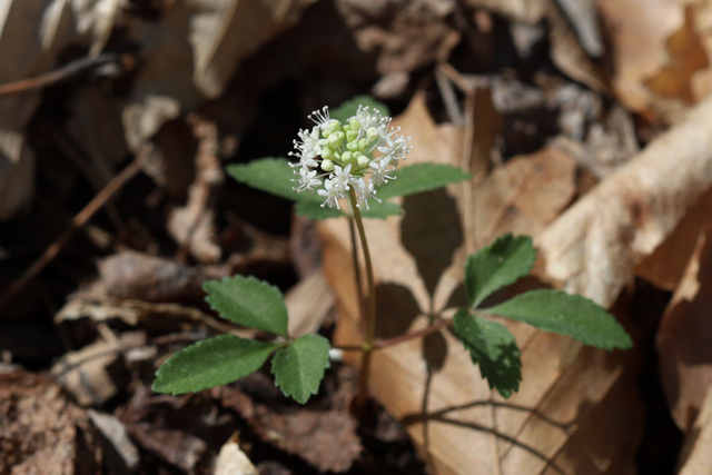 Panax trifolius - plant