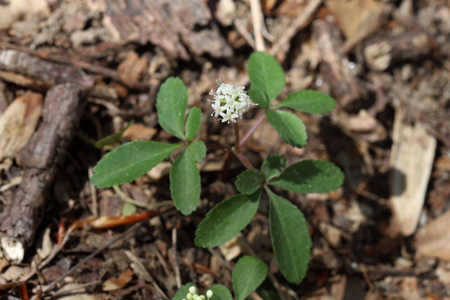 Panax trifolius - plant