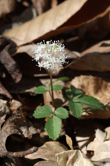 Panax trifolius - plant