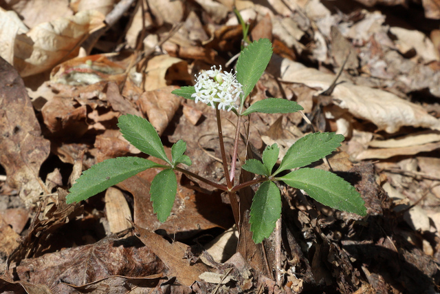 Panax trifolius - plant