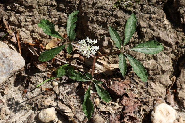 Panax trifolius - plant