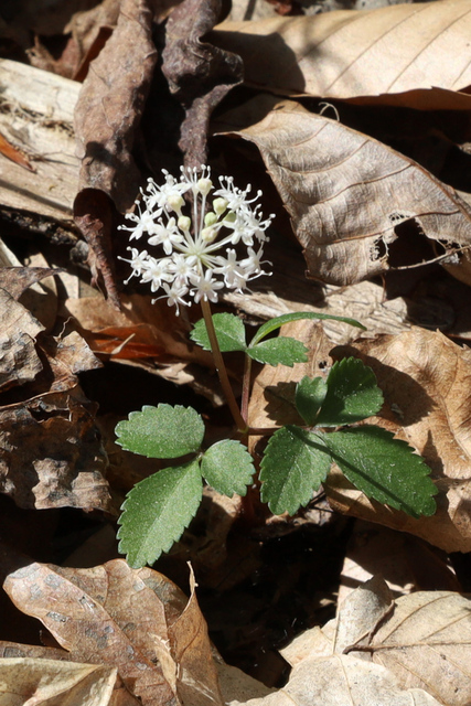 Panax trifolius - plant