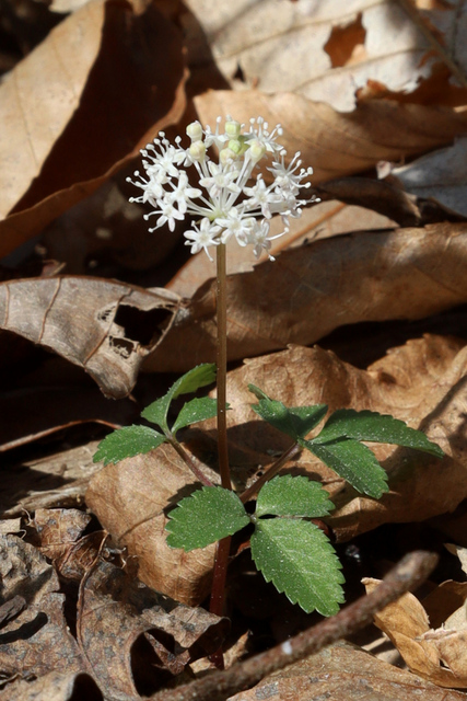 Panax trifolius - plant