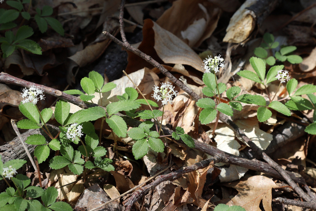 Panax trifolius - plants