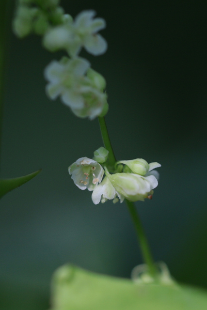 Parogonum ciliinode