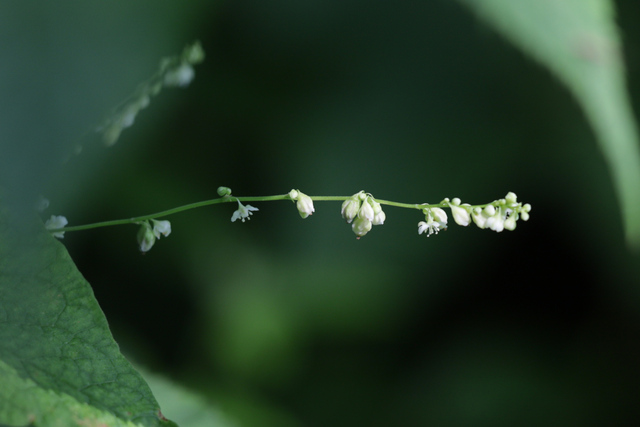 Parogonum ciliinode