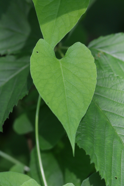 Parogonum ciliinode - leaves