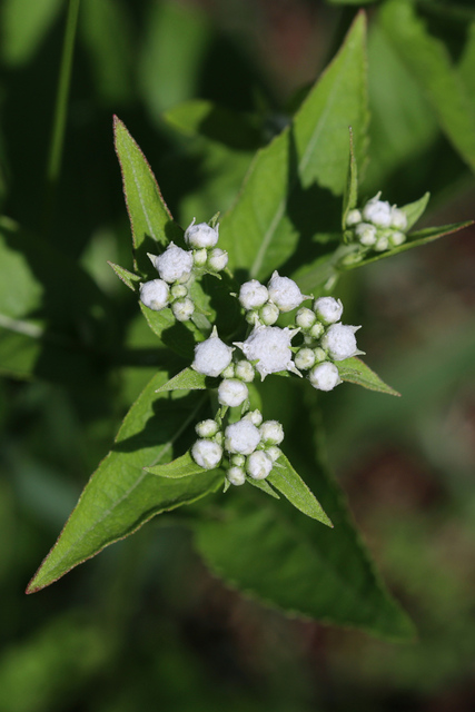 Parthenium integrifolium