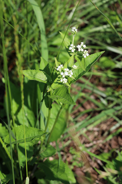 Parthenium integrifolium - plant
