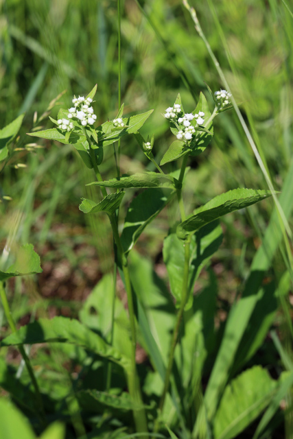Parthenium integrifolium - plant