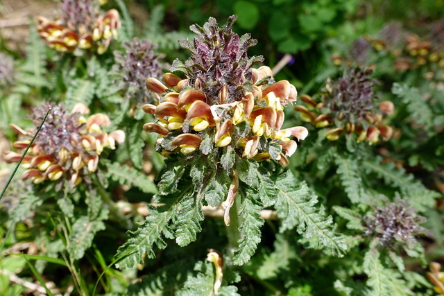 Pedicularis canadensis