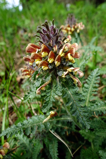 Pedicularis canadensis