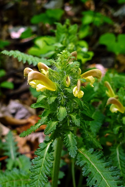 Pedicularis canadensis