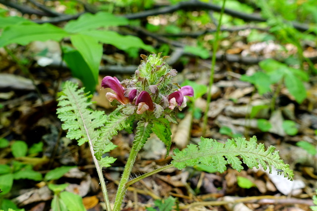 Pedicularis canadensis