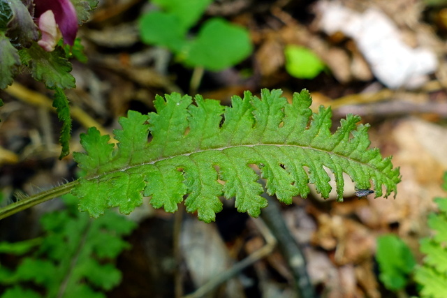 Pedicularis canadensis - leaves