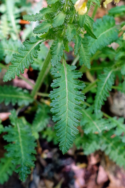 Pedicularis canadensis - leaves