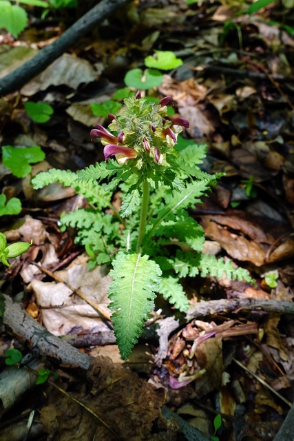 Pedicularis canadensis - plant