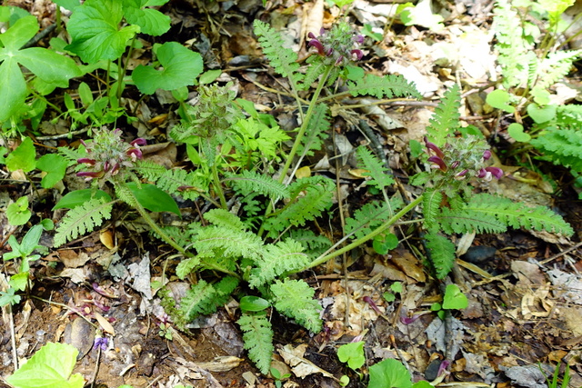 Pedicularis canadensis - plants