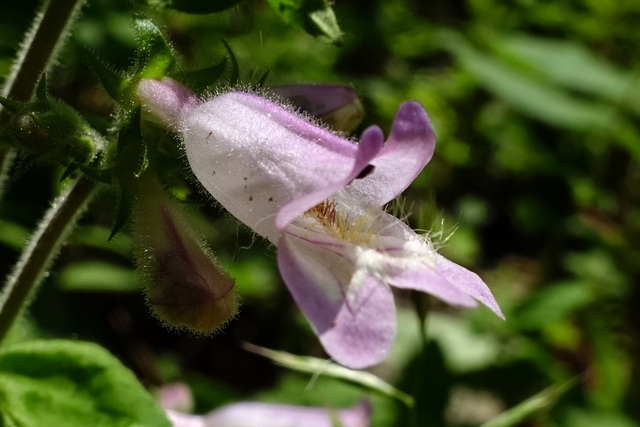 Penstemon canescens