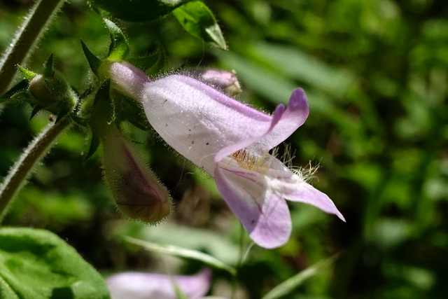 Penstemon canescens