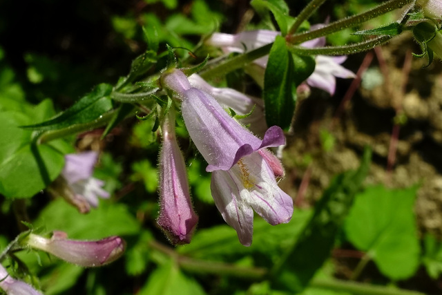 Penstemon canescens