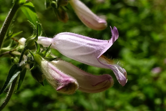 Penstemon canescens