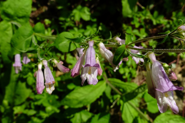 Penstemon canescens