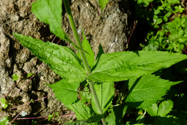 Penstemon canescens - leaves