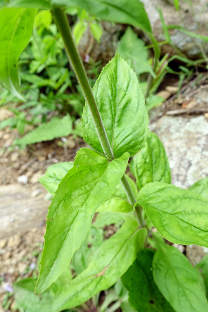 Penstemon canescens - leaves