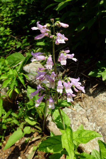 Penstemon canescens - plant