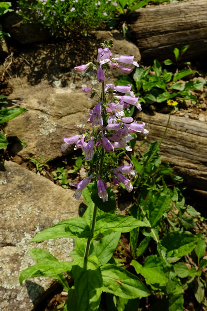 Penstemon canescens - plant