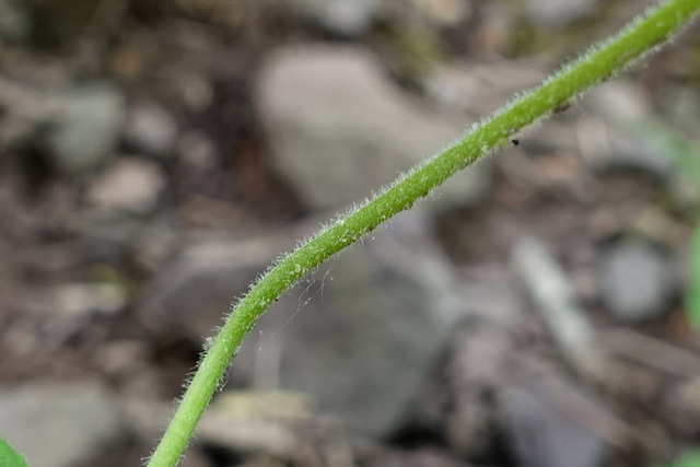 Penstemon canescens - stem