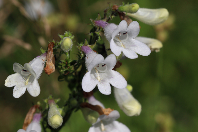 Penstemon digitalis