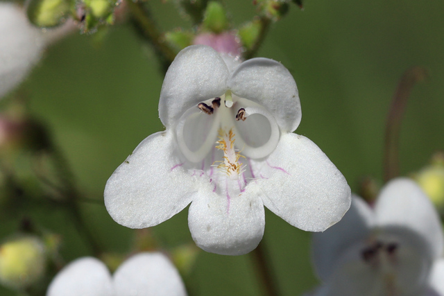 Penstemon digitalis