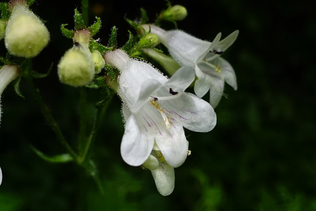 Penstemon digitalis