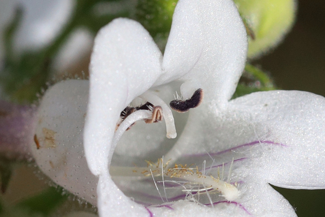 Penstemon digitalis