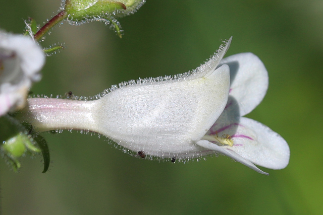 Penstemon digitalis