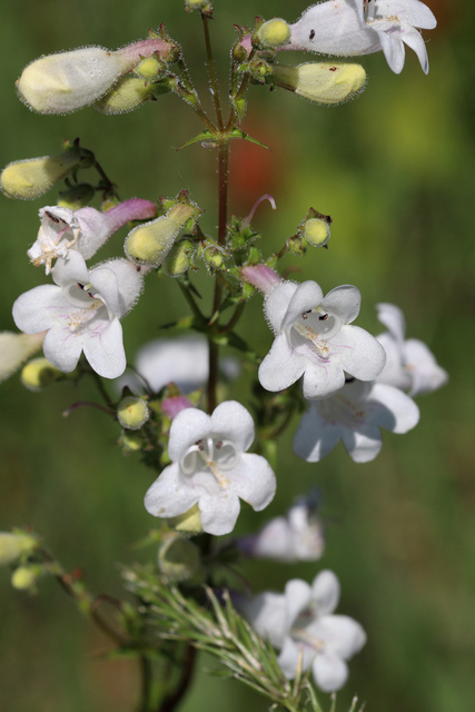 Penstemon digitalis