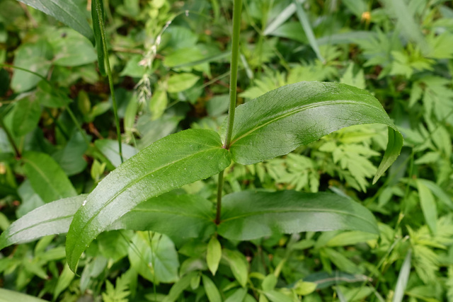 Penstemon digitalis - leaves